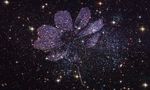 星夜之花