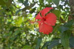 扶桑花