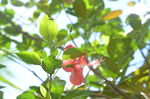 扶桑花