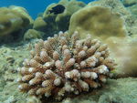 皮皮岛珊瑚