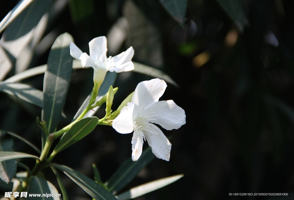 林中小白花