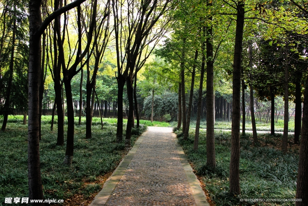 林间小路