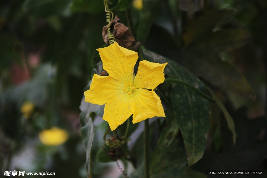 黄花挂枝头