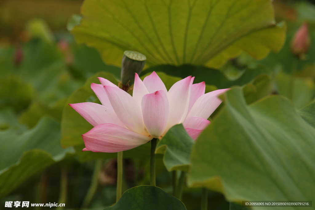 残花