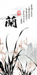 兰花