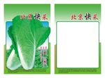 北京快菜