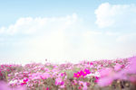 紫花