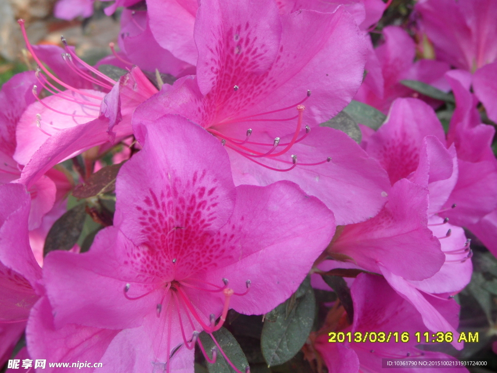 杜鹃花