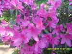 杜鹃花