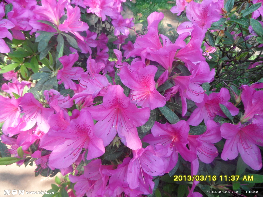 杜鹃花