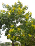 复羽叶栾树