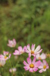 格桑花