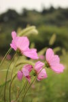 格桑花