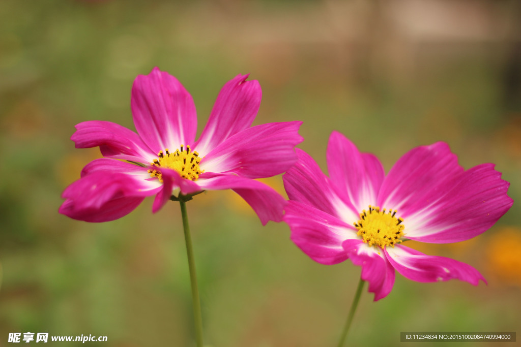 格桑花