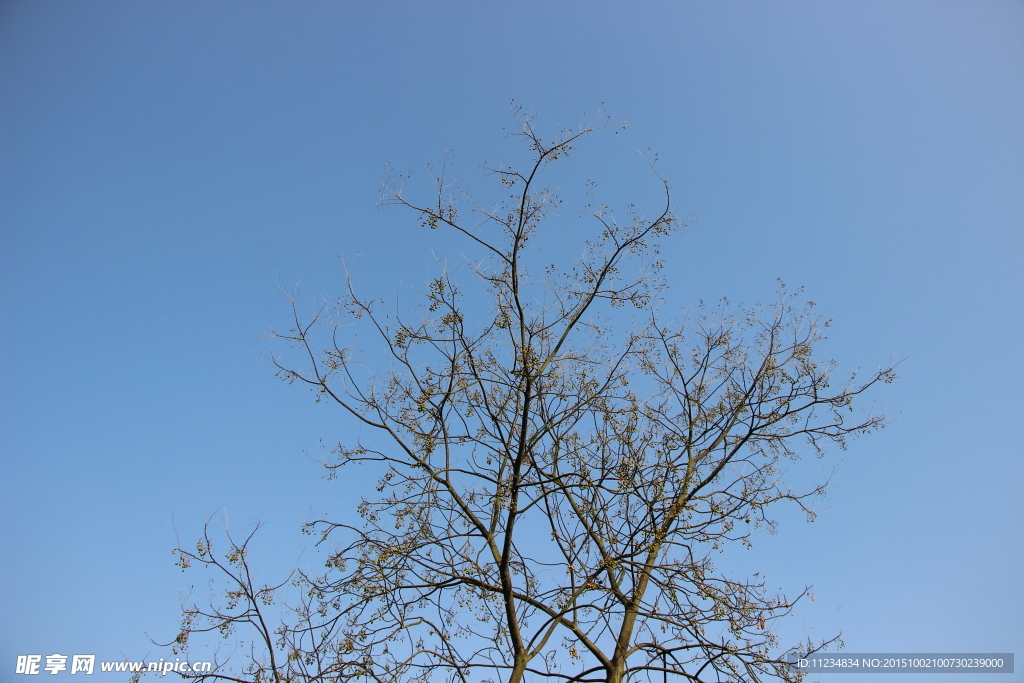 树枝 天空