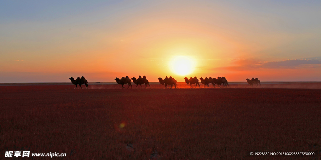 夕阳下奔跑的骆驼