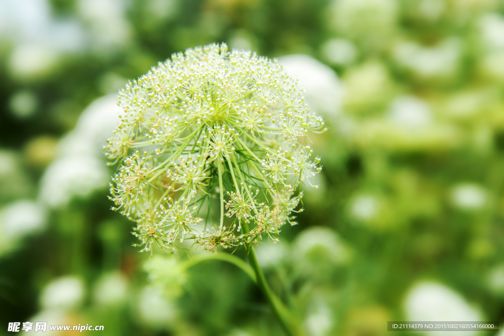 茴香花