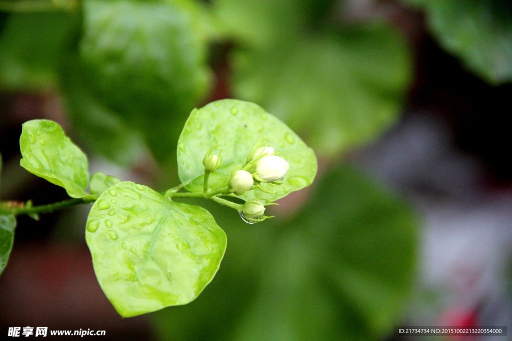 茉莉花