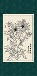 白描大丽花