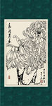 白描菊花