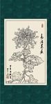 白描菊花