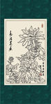 白描菊花