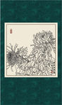 白描菊花