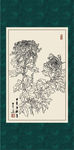 白描菊花
