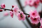 红梅
