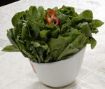 鲜菠菜