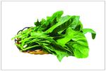 鲜菠菜