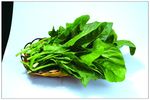 鲜菠菜