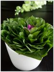 鲜菠菜