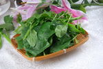 鲜菠菜
