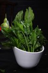 鲜菠菜