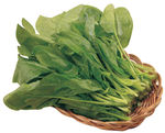 鲜菠菜