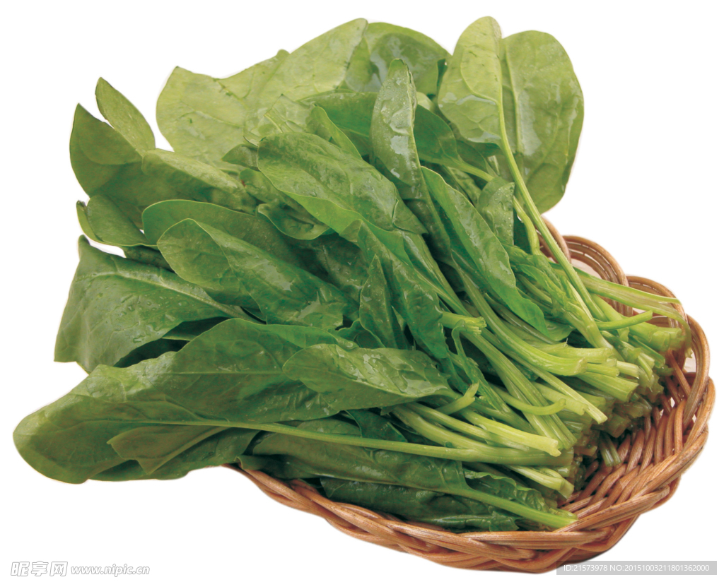 鲜菠菜
