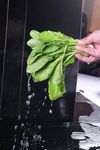 鲜菠菜