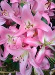 百合花