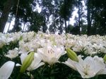百合花