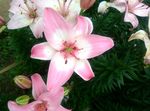 百合花
