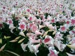 百合花