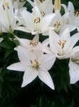 百合花