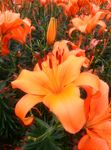 百合花