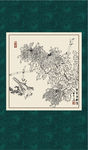 白描菊花