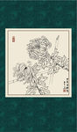 白描菊花