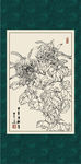 白描菊花