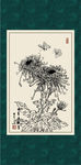 白描菊花