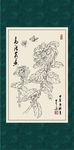 白描菊花