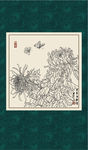 白描菊花